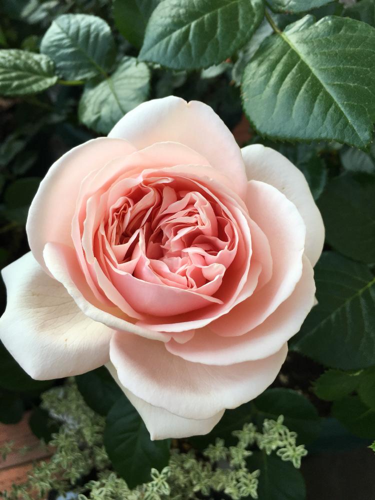 小さな庭の画像 by kiraraさん | 小さな庭とバラと薔薇とバラ アフロディーテとシルバータイムと薔薇愛同盟とピンクの花とタンタウと薔薇に魅せられてとアップ写真とピンクのバラ♡とGS映えと今日の一枚とピンクと可愛いとガーデニングと花のある暮らしといやされると薔薇♪と色がキレイとかわいいな♡とうっとりとばら バラ 薔薇とバラ・ミニバラと自慢のバラコンテスト2018