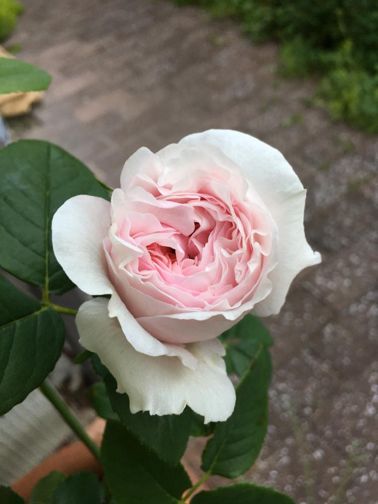 小さな庭の画像 by ルリさん | 小さな庭とイングリッシュローズ ヘリテージとばら バラ 薔薇とE.ヘリテージとGS映えと挿し木とGS日和と植中毒とイングリッシュ・ローズと花のある暮らしとバラ ヘリテージとバラのつぼみ