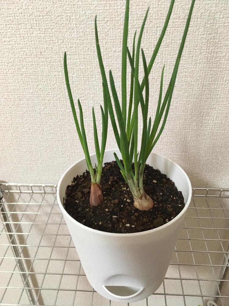 バルコニー/ベランダの画像 by たまこさん | バルコニー/ベランダとわけぎとプランター野菜