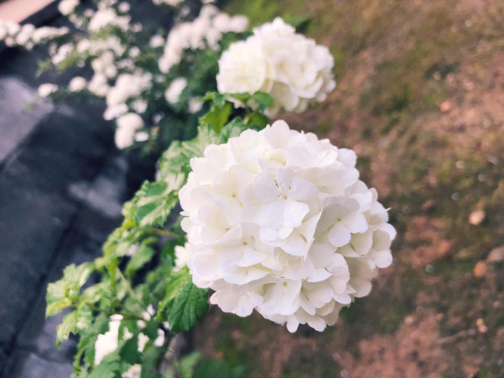 の画像 by Hiroさん | ビバーナム・スノーボールと富山とGS映えと植中毒と癒し空間と❤️いいね、ありがとうと花のある暮らしとかわいいと富山支部