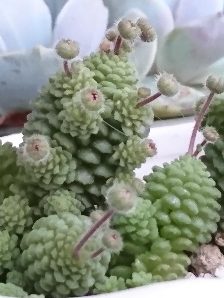 バルコニー/ベランダの画像 by mariさん | バルコニー/ベランダとポリフィラと多肉植物と気になると増やしたい子と植中毒とママchianとモナンテス属