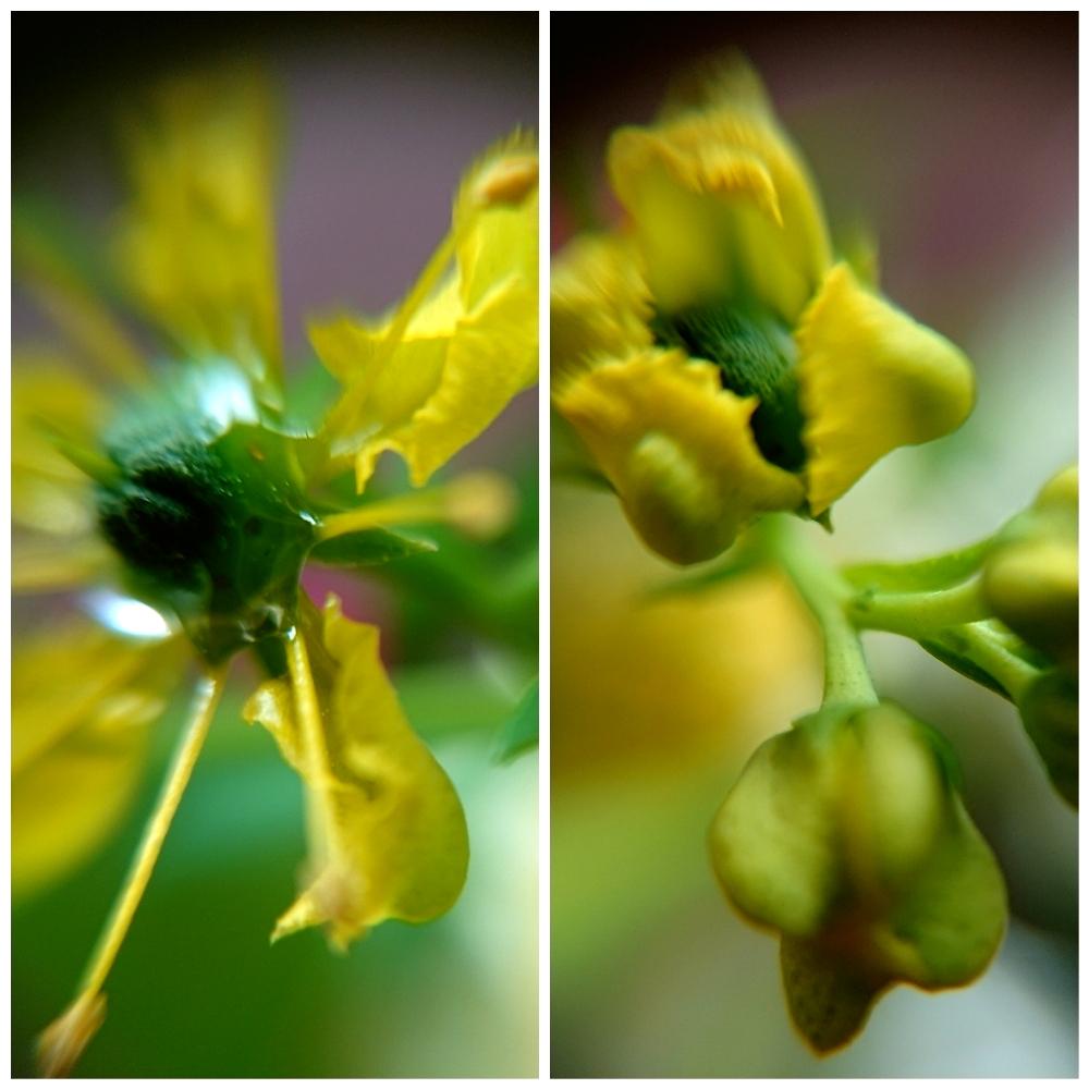 アプローチの画像 by aki~nakさん | アプローチとHTCとWEEKEND FLOWERと『マクロな世界』コンテストと(♡ˊ艸ˋ)♬*うふふといやされる♡とGS映えとGS日和とハ―ブルー♡とはるのお花♡♬とマクロ撮影と今日の一枚と春を満喫と有難う♥と可愛いと花のある暮らしと薔薇♪と綺麗だなぁと春気分にとバルコニストと自己満足´ω`*