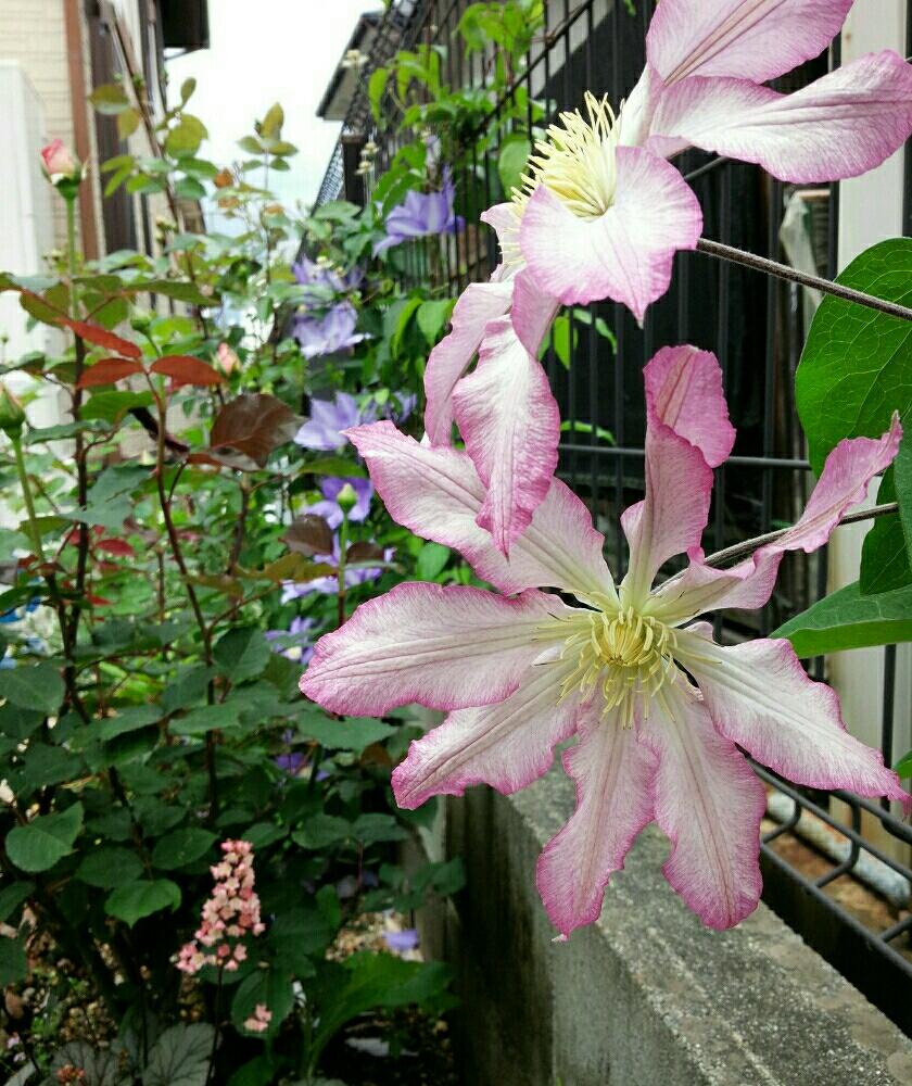 小さな庭の画像 by buchiさん | 小さな庭と薔薇とフレグラントヒルとバラとヒューケラ ミラノとクレマチス ミセスP.Bトラックスとクレマチスとフラウ・スザンネとピンクの花とかわいい♡とGS映えといい感じ♪♪とフリフリのお花とGS日和といつのまにかと今日の一枚と花のある暮らしと可愛いピンク色♡とかわいいな♡