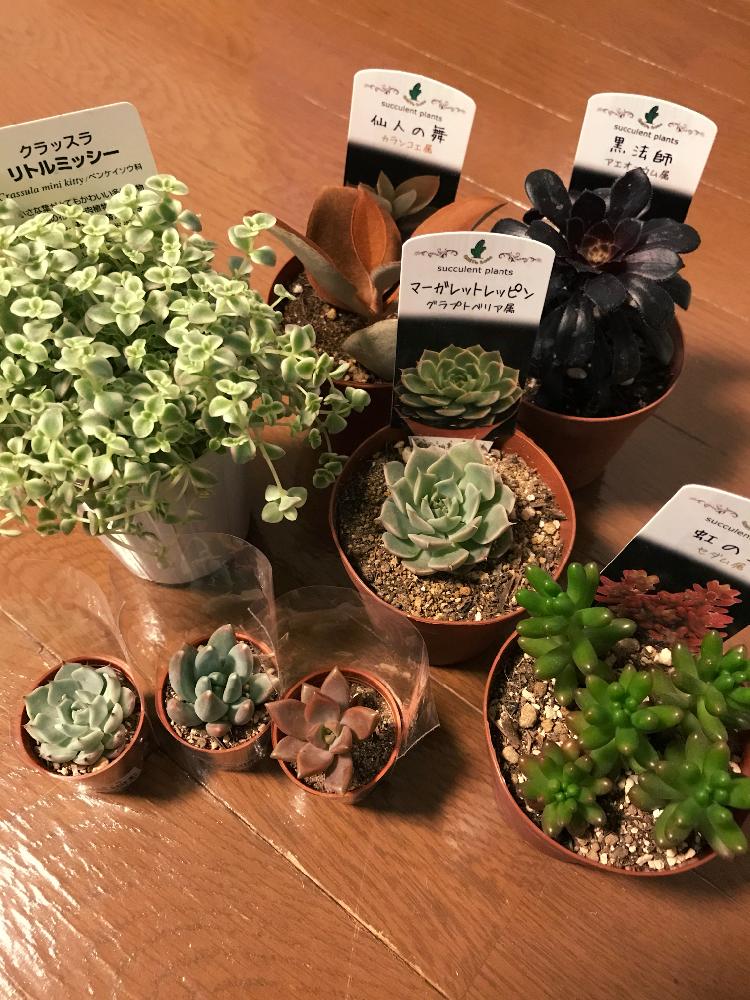 部屋の画像 by mimayaさん | 部屋とセダム属と多肉植物とお買い物とGS映えとグラプトベリア属と植中毒とエケベリア属とタニラーとカランコエ属と多肉初心者とバルコニストとアオエニウム