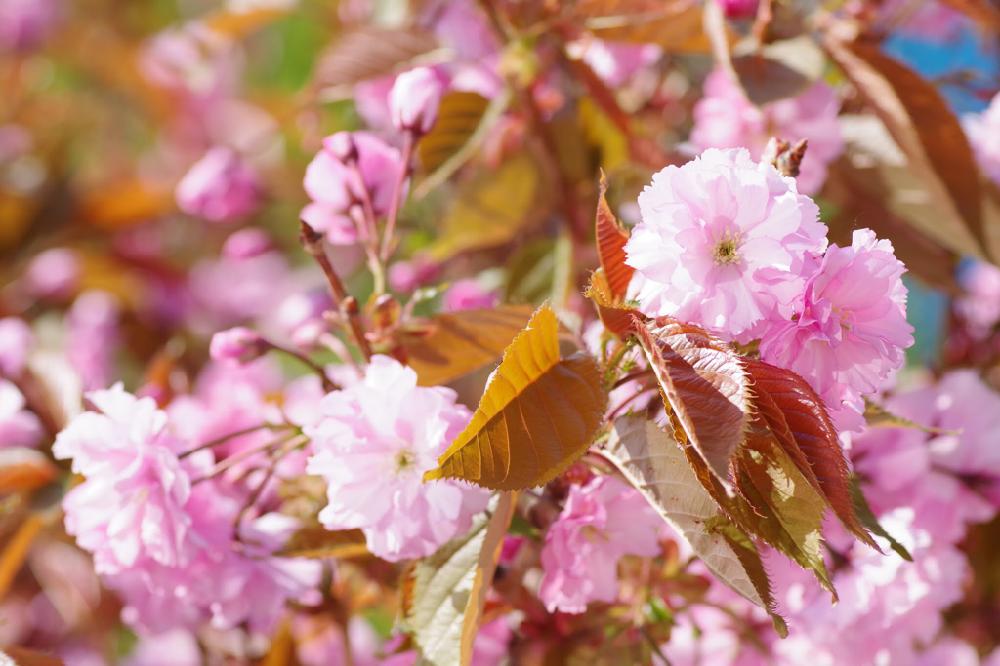 小さな庭の画像 by まっつさん | 小さな庭とサクラと『2018桜』コンテスト