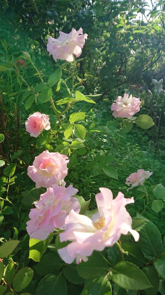 広い庭の画像 by のりりんの森さん | 広い庭とお花を楽しむとピンク❤︎ピンクと薔薇♡マチルダとฅ'ω'ฅかわいいと素敵な薔薇♡♡♡と花のある暮らし