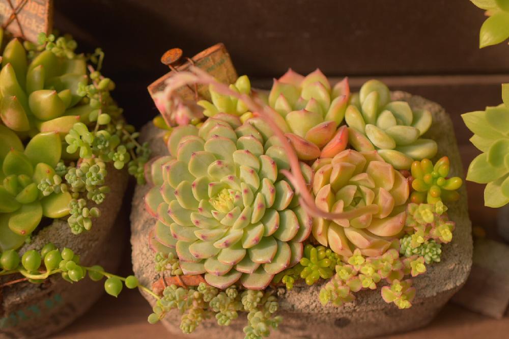 玄関の画像 by Nomachanさん | 玄関と多肉植物とW投稿とikuraチャンコンクリ鉢と繋がりに感謝と大好きな場所と寄せ植えと多肉のある暮らしと笑顔の源と癒し空間とサプライズありがとうとご縁に感謝とDIYとサビじょ