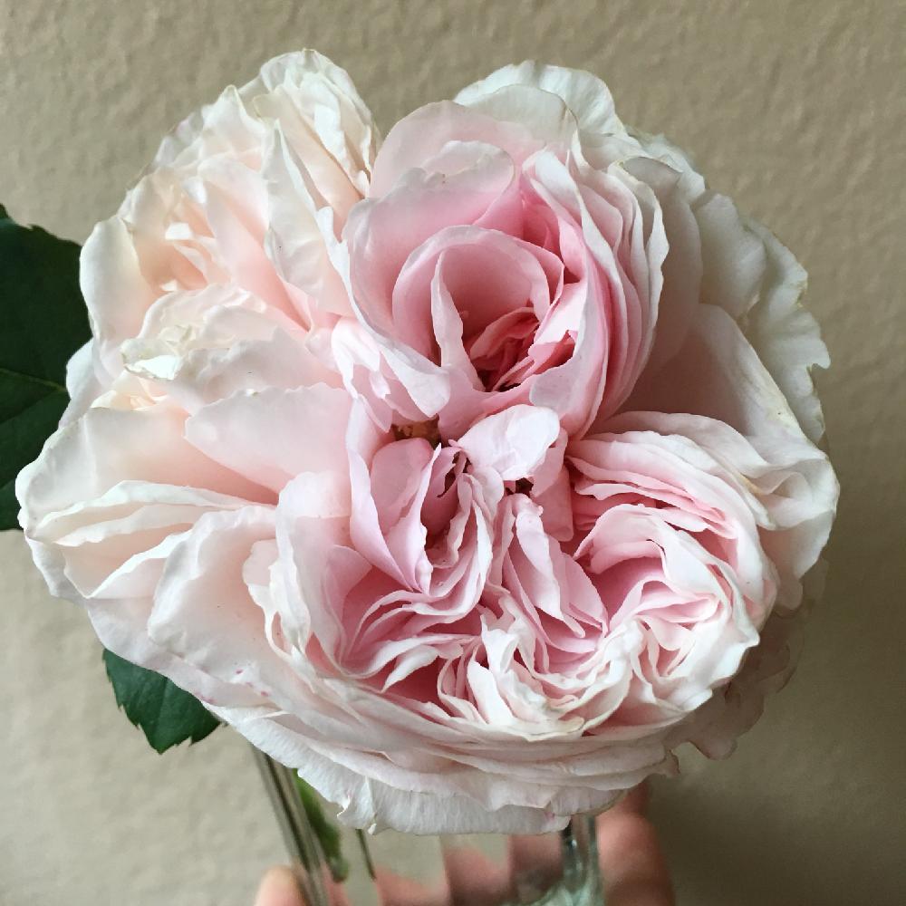 の画像 by ルリさん | イングリッシュローズ ヘリテージとばら バラ 薔薇とE.ヘリテージとGS映えと挿し木と植中毒とイングリッシュ・ローズと花のある暮らしとバラ ヘリテージ
