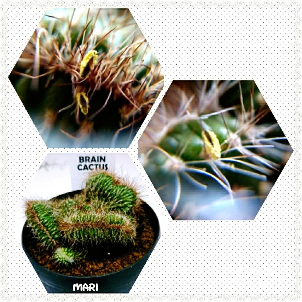 部屋の画像 by まり♡*°さん | 部屋と名前を教えて!とクライストカクタス綴化とBRAIN CACTUS (のうみそサボテン)とブレインカクタスと『マクロな世界』コンテスト