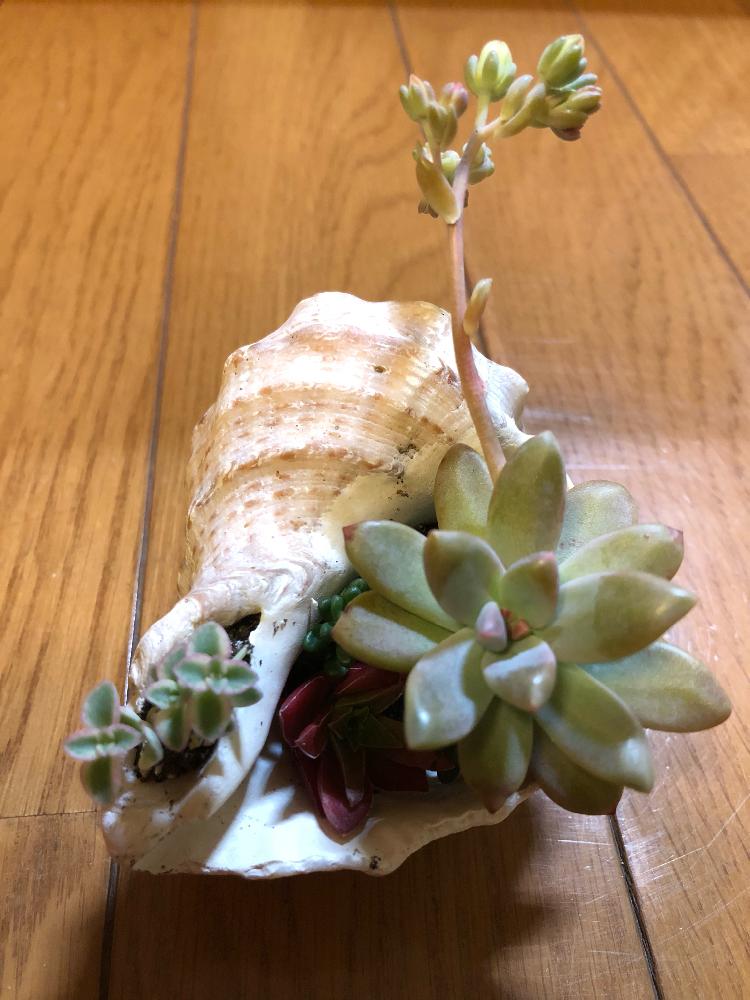 インテリアの画像 by みやびさん | インテリアと多肉寄せ植えと貝殻とネルソル使ってます!と『春〜初夏の寄せ植え』コンテスト