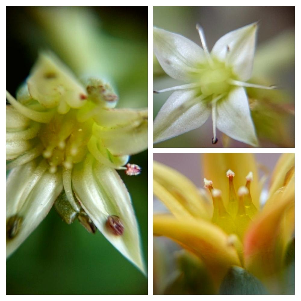 バルコニー/ベランダの画像 by aki~nakさん | バルコニー/ベランダとHTCとWEEKEND FLOWERと多肉の花と(♡ˊ艸ˋ)♬*うふふといやされる♡とGS映えと面白い❗とGS日和とはるのお花♡♬とマクロ撮影と今日の一枚と春を満喫と有難う♥と可愛いと花のある暮らしと綺麗だなぁと春気分にとバルコニストと自己満足´ω`*と『マクロな世界』コンテスト