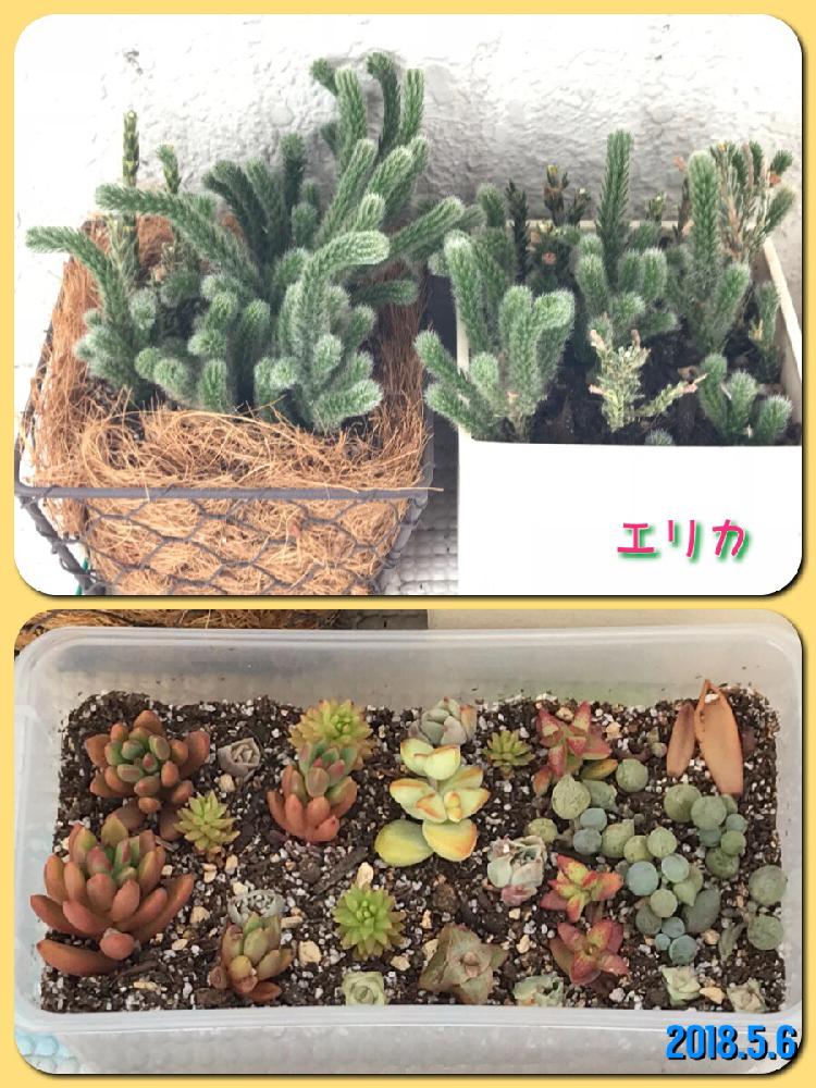 バルコニー/ベランダの画像 by るあさん | バルコニー/ベランダとエリカと多肉植物とエリカ属と多肉植物の子供と多肉お子様とかわいいな♡と葉挿し