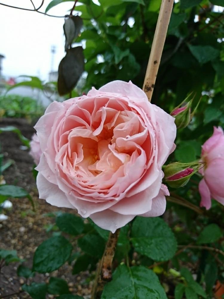 小さな庭の画像 by Keiさん | 小さな庭とソナスファベールとみどりのある暮らしとビックリ!!と薔薇愛同盟ときれいとおきにいりとガーデニングと花のある暮らしとかわいいとおおきくなあれと咲いた!