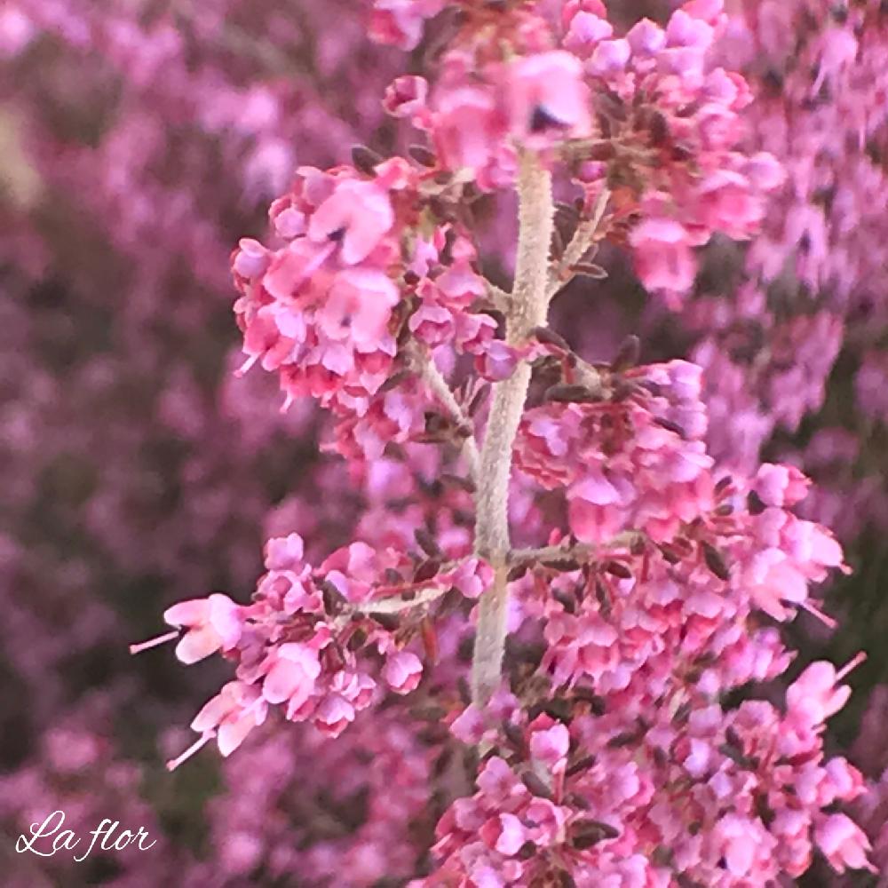 お出かけ先の画像 by la florさん | お出かけ先とエリカとGS日和とFlower powerとpinkと花のある暮らしと風の中