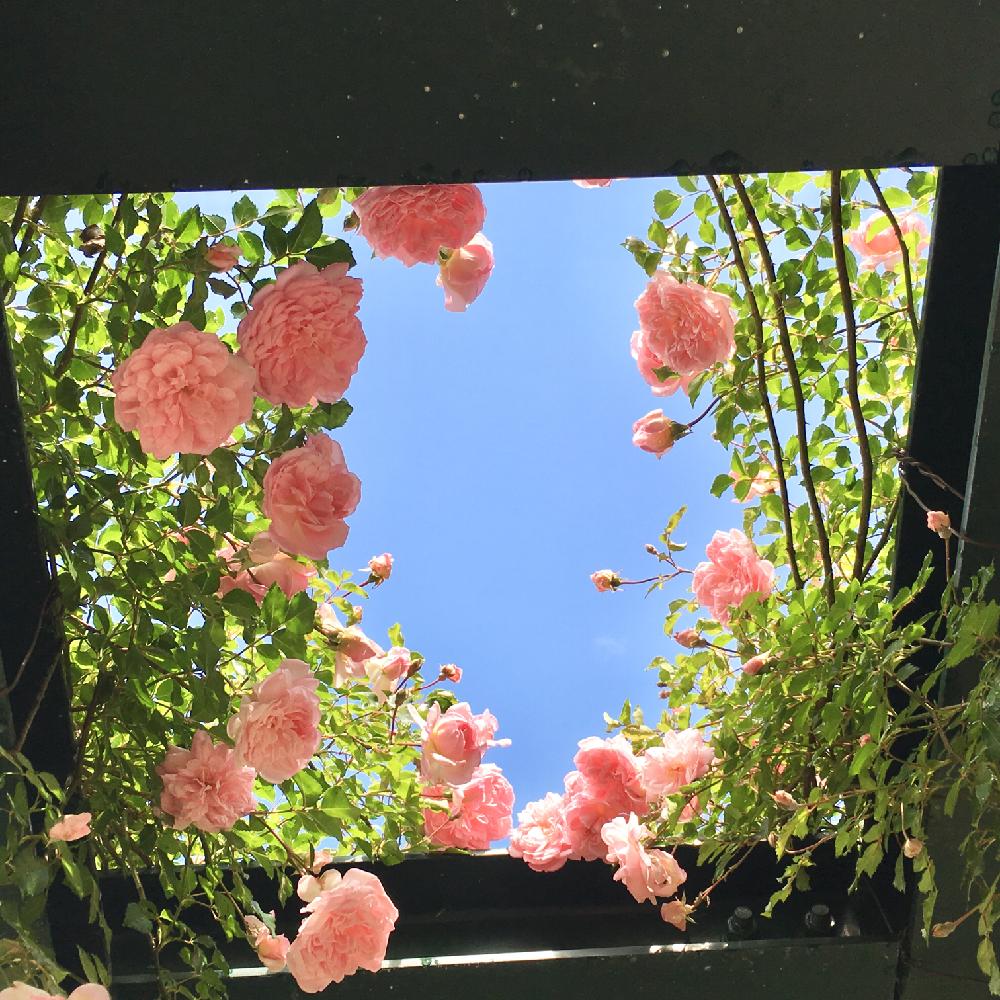 お出かけ先の画像 by りんごさん | お出かけ先とフランソワジュランビルとピンクの花とつるバラと練馬区とバーゴラと四季の香りローズガーデンとバラ・ミニバラ