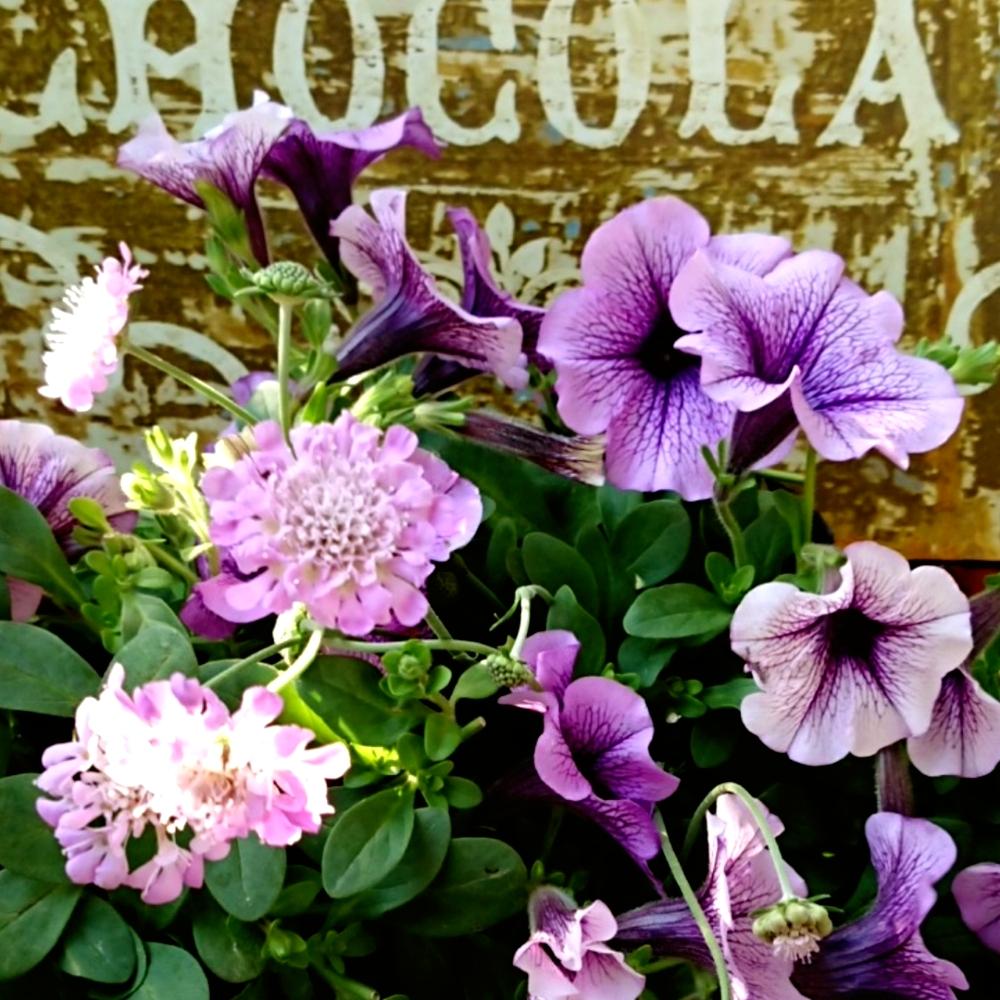 バルコニー/ベランダの画像 by aki~nakさん | バルコニー/ベランダとHTCとWEEKEND FLOWERとサフィニアフォトコン2018と(♡ˊ艸ˋ)♬*うふふといやされる♡とGS映えとGS日和とはるのお花♡♬と今日の一枚と春を満喫と有難う♥と可愛いと花のある暮らしと綺麗だなぁと春気分にとバルコニストと自己満足´ω`*