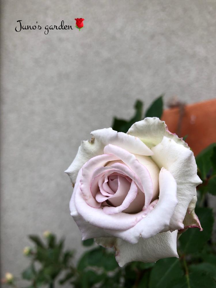 小さな庭の画像 by junoさん | 小さな庭とミラディドゥウィンターとバラとアンダーザローズシリーズと薔薇愛同盟と岩下篤也と四季咲きと自慢のバラコンテスト2018と花のある暮らしと中輪