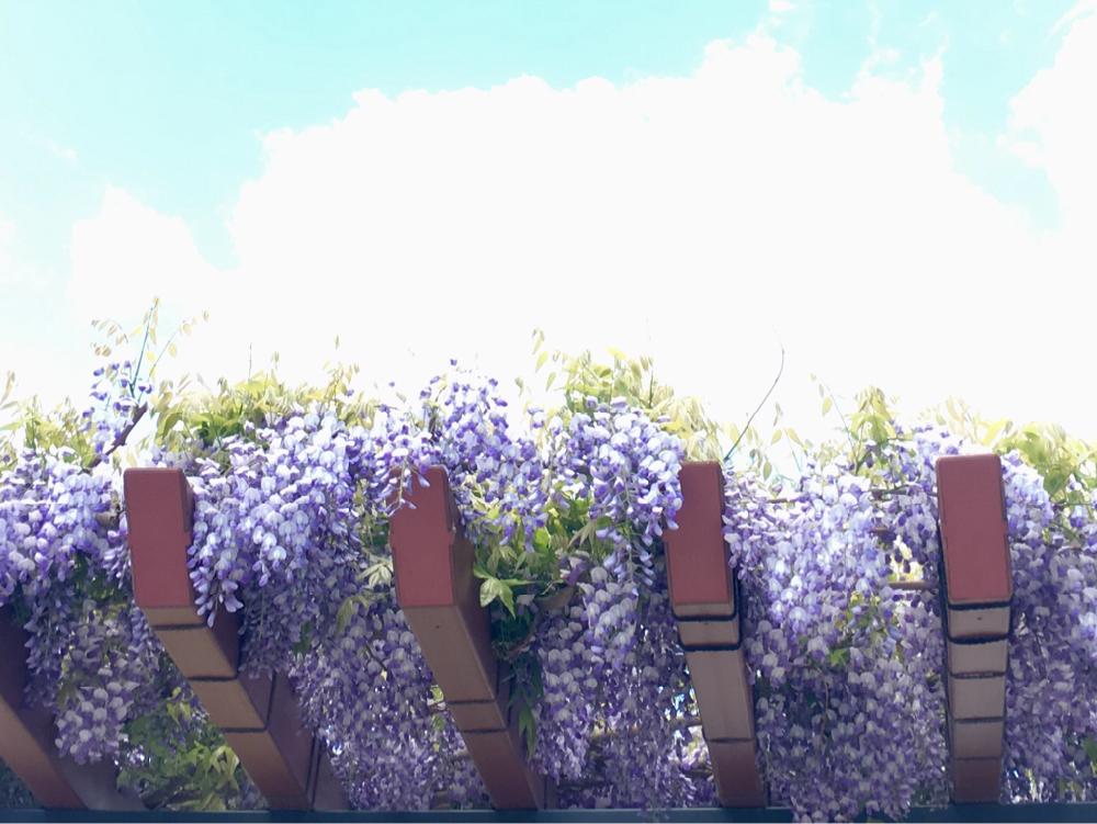 お出かけ先の画像 by マーガレットさん | お出かけ先と『私に花を、暮らしに華を』コンテスト
