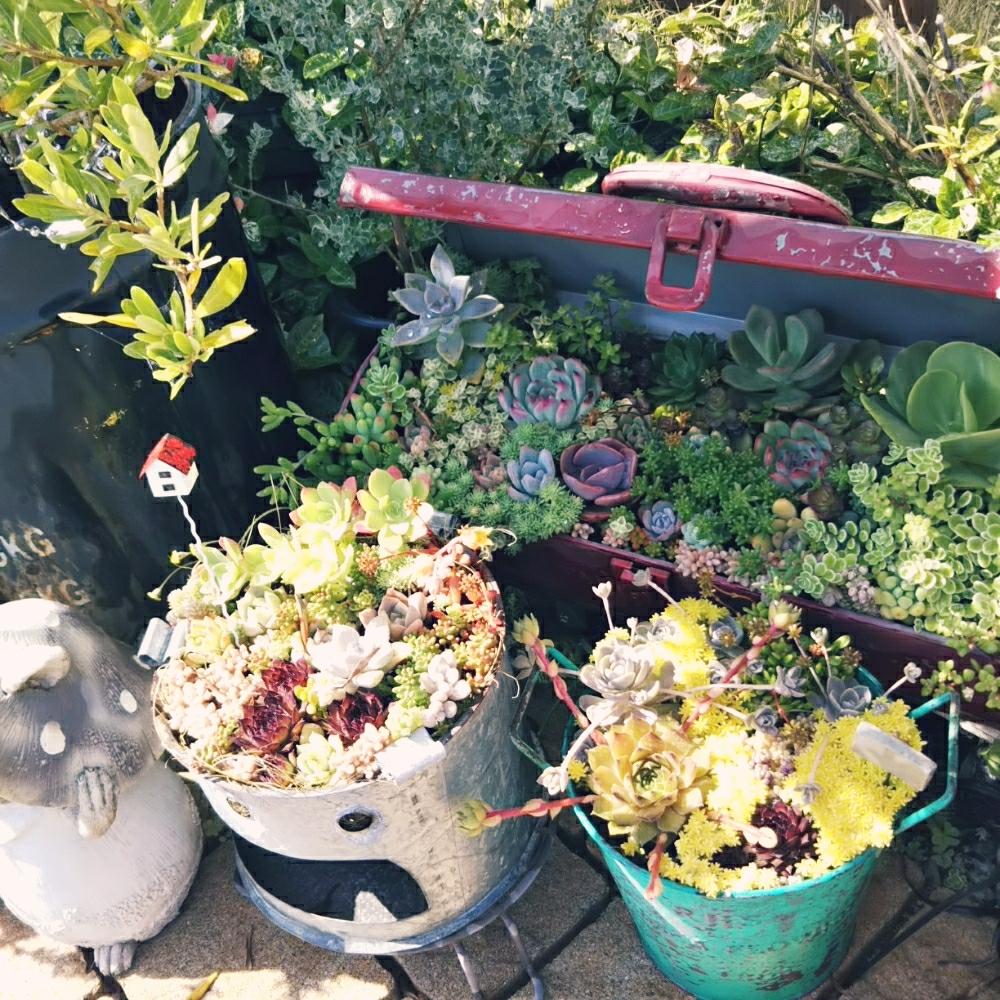 小さな庭の画像 by **tomoさん | 小さな庭と多肉植物と多肉植物雨ざらしと多肉植物寄せ植えと植中毒と今日の一枚と多肉女子