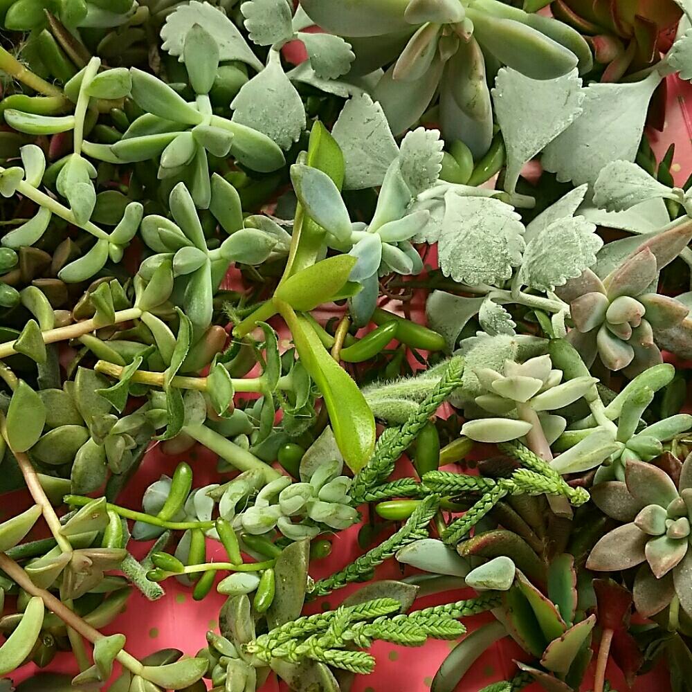 窓辺の画像 by さすけくんさん | 窓辺とセダム属と多肉植物と 虹の玉とカット苗とブロンズ姫と寄せ植えと火祭り☆と多肉・オーロラと星乙女☆と 白銀の舞と星の王子☆と秀麗(シュウレイ)と黄麗(おうれい)