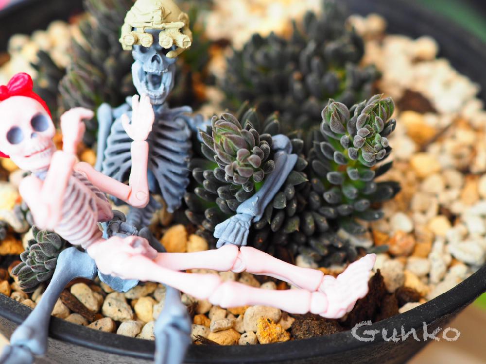 バルコニー/ベランダの画像 by Gunkoさん | バルコニー/ベランダと四馬路(スマロ)と多肉植物と骨隊長とHTCと観察と大好きな植物と全国オヤジ連合会 会長と全国オヤジ連合会と植中毒とHTC No.76と頑張れとガイコツ劇場と新潟とポーズスケルトン