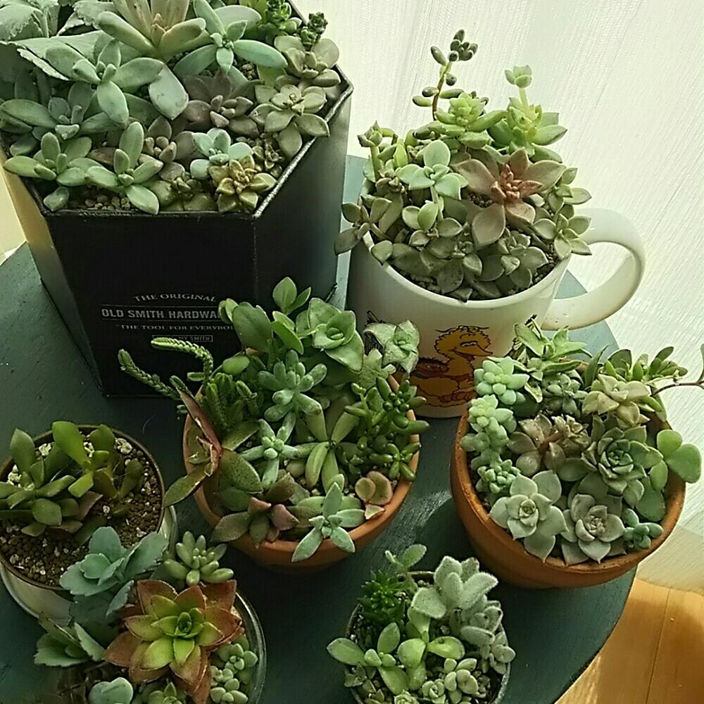 窓辺の画像 by さすけくんさん | 窓辺とセダム属と多肉植物と 虹の玉とカット苗とブロンズ姫と黄麗(おうれい)と寄せ植えと火祭り☆と多肉・オーロラと星乙女☆と 白銀の舞と星の王子☆と秀麗(シュウレイ)