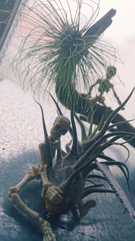 部屋の画像 by ここさつさん | 部屋とプルイノーサとアンドレアナと癒しともう病気だ!笑と植中毒とチランジア アンドレアナとチランジア プルイノーサとエアープランツ/チランジアとポーズスケルトン