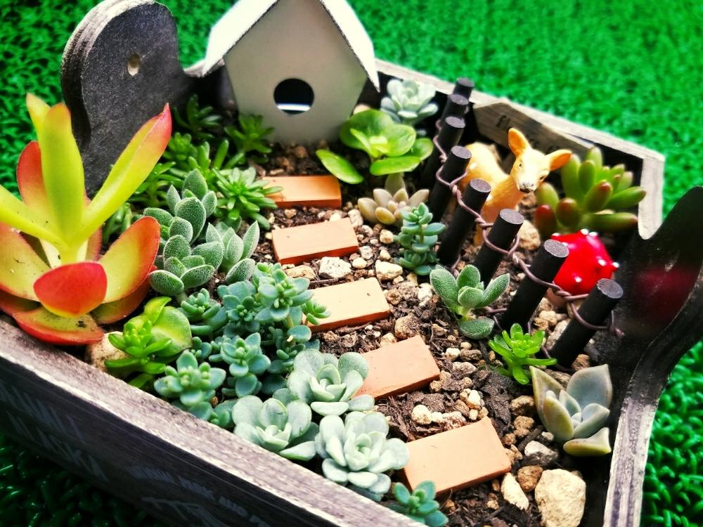 バルコニー/ベランダの画像 by Hanaさん | バルコニー/ベランダと多肉植物 寄せ植えと多肉植物と小さな箱庭と多肉箱庭と多肉女子と多肉初心者と母の日