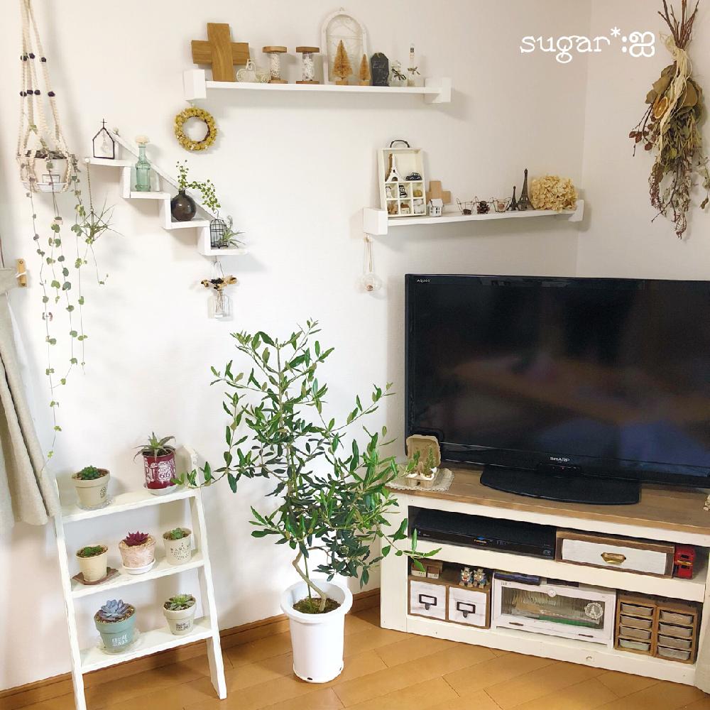 部屋の画像 by sugarさん | 部屋と多肉植物と母の日プレゼントとスワッグとオリーブの木❕と手作りデレビ台とラダーと花のある暮らしと母の日と200万枚記念!テーマ別記念フォトコンテスト