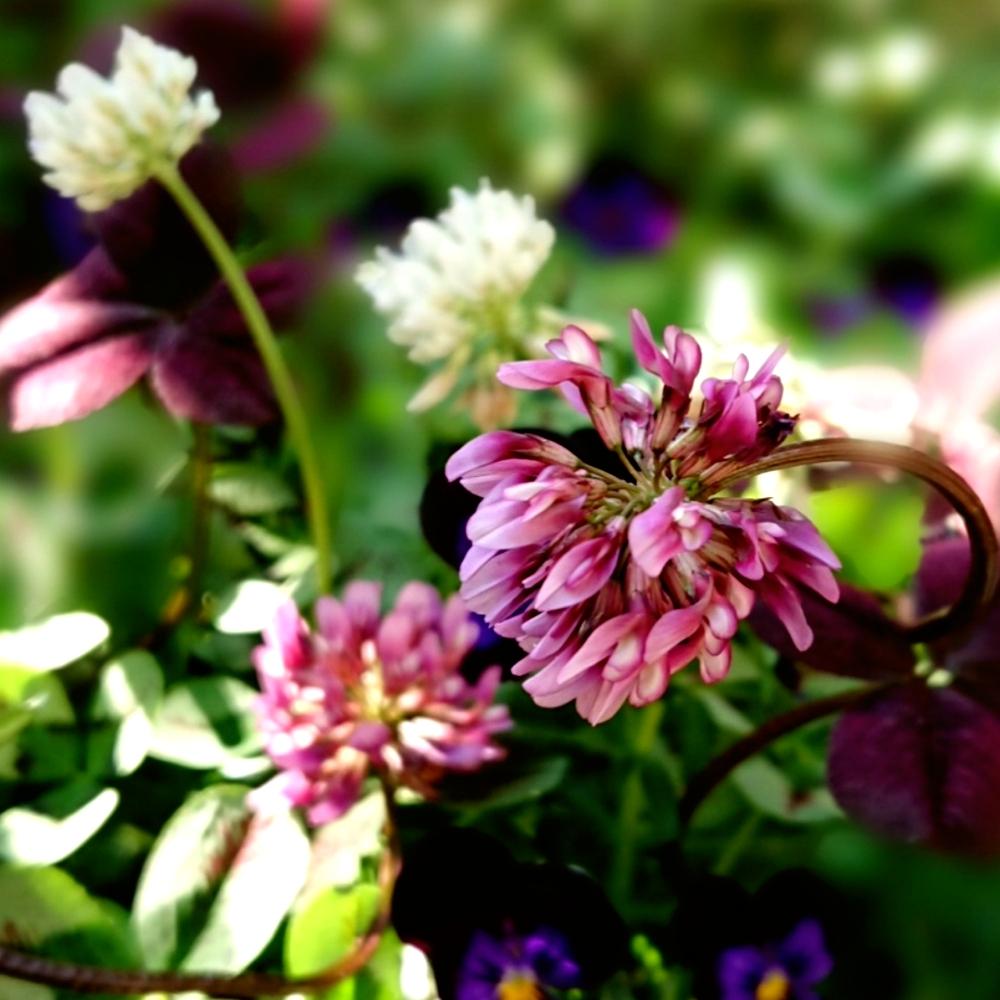バルコニー/ベランダの画像 by aki~nakさん | バルコニー/ベランダとHTCとWEEKEND FLOWERと(♡ˊ艸ˋ)♬*うふふといやされる♡とGS映えとGS日和とはるのお花♡♬と今日の一枚とクロ―バ―の花と『可憐な山野草』コンテストと春を満喫と有難う♥と可愛いと花のある暮らしと綺麗だなぁと春気分にとバルコニストと自己満足´ω`*