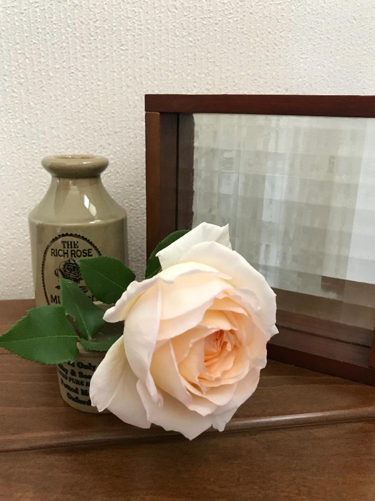 玄関の画像 by 楓里さん | 玄関と自慢のバラコンテスト2018と花のある暮らしとバラ・ミニバラと薫乃 バラ