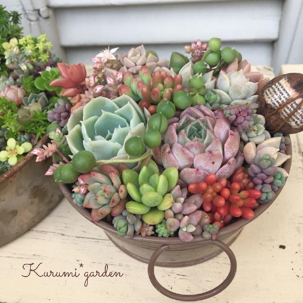 エントランスの画像 by くるみ*さん | エントランスとアマンダと多肉植物の寄植えとくるみと多肉植物とビザール苗とくるみピックと小さな幸せ♡とKurumi*gardenと多肉寄せ植えとくるみのgreen工房