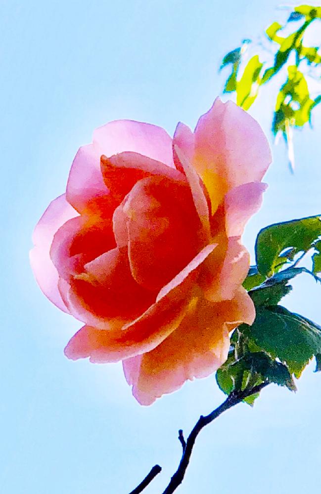 お出かけ先の画像 by たえたえさん | お出かけ先とGS映えとGS日和と植中毒と花のある暮らしと青空の下