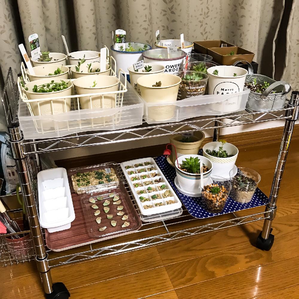 部屋の画像 by えこECOえこさん | 部屋と白牡丹とハオルチアとハオルシア・オブツーサと三日月ネックレスとアーモンドネックレスとピーチネックレスと斑入りグリーンネックレスと月の王子とシルバーペットと星の王子とセダム属と多肉植物とカット苗とハオルチア属と植え替えと多肉ワールドとタニラーと多肉 グリーンネックレスと抜き苗とタニク初心者とタニクちゃんと葉挿しと多肉初心者と多肉植物 多肉の有るくらし