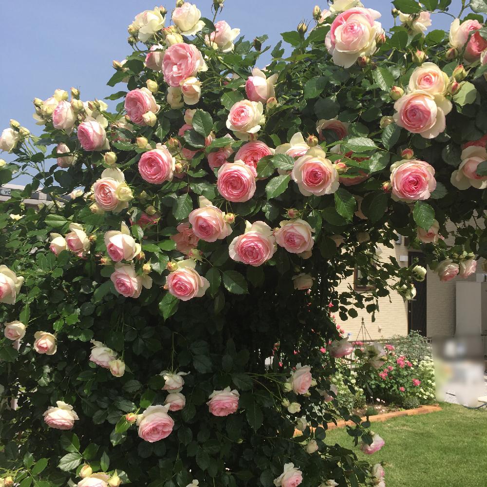 小さな庭の画像 by 美月さん | 小さな庭とピェール・ドゥ・ロンサールとバラのアーチとばら バラ 薔薇とつるバラとガーデニングとバラの地植えとお花とロザリアン