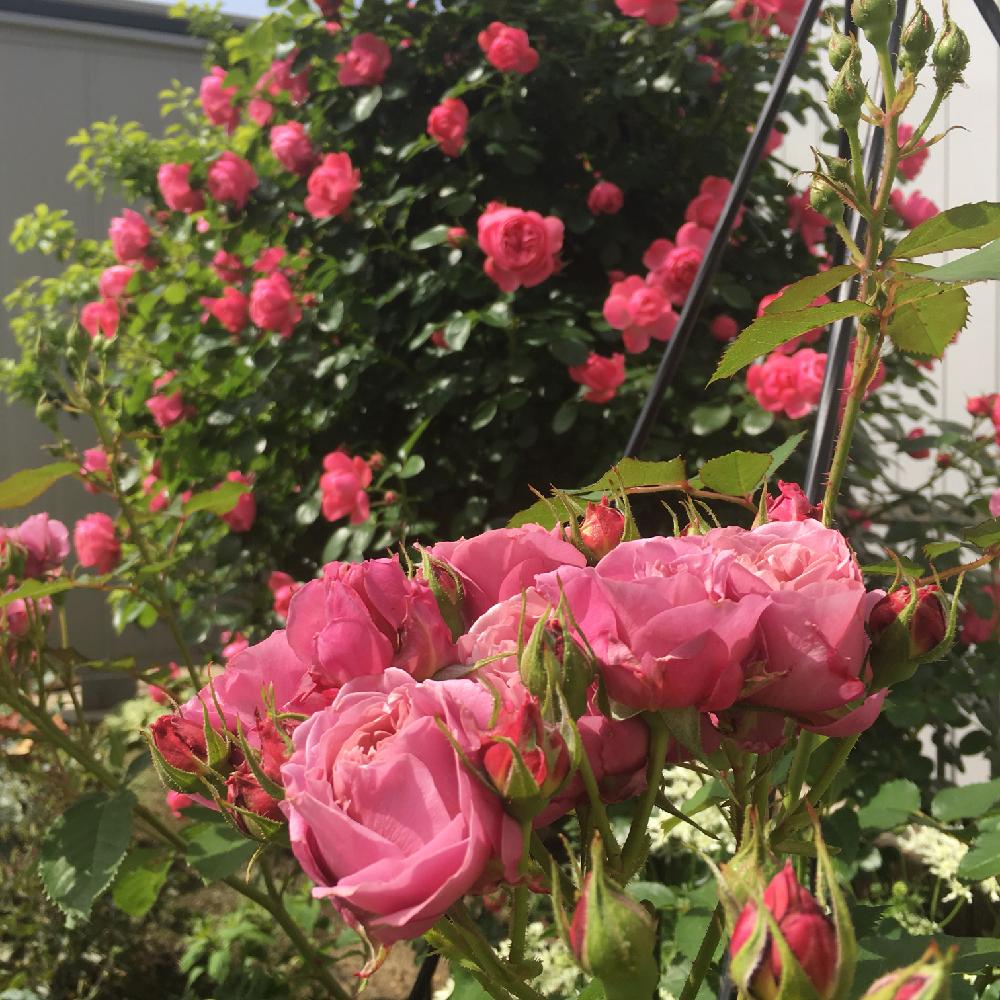 小さな庭の画像 by 美月さん | 小さな庭とバラ あおいとばら バラ 薔薇とガーデニングとバラの地植えとお花とロザリアン