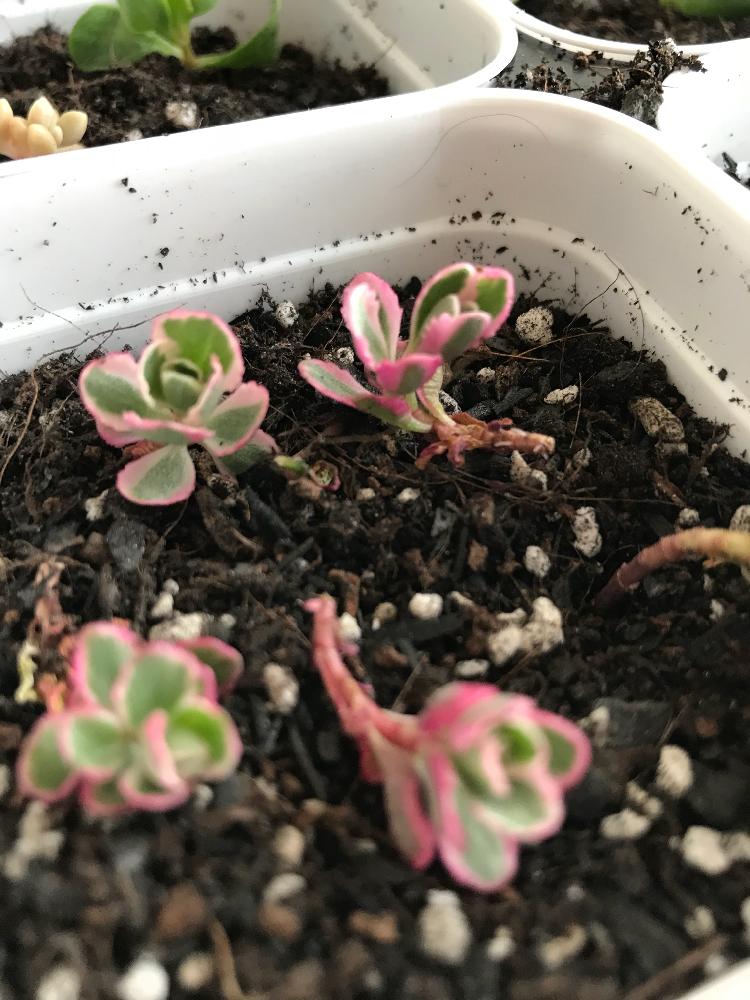 棚の画像 by *・゜゚・*:.春雨.:*・゜゚・*さん | 棚とコウカサスキリンソウ ’ トリカラー 'と多肉植物とカット苗とタニラーと多肉カット苗とタニク初心者とタニクちゃん