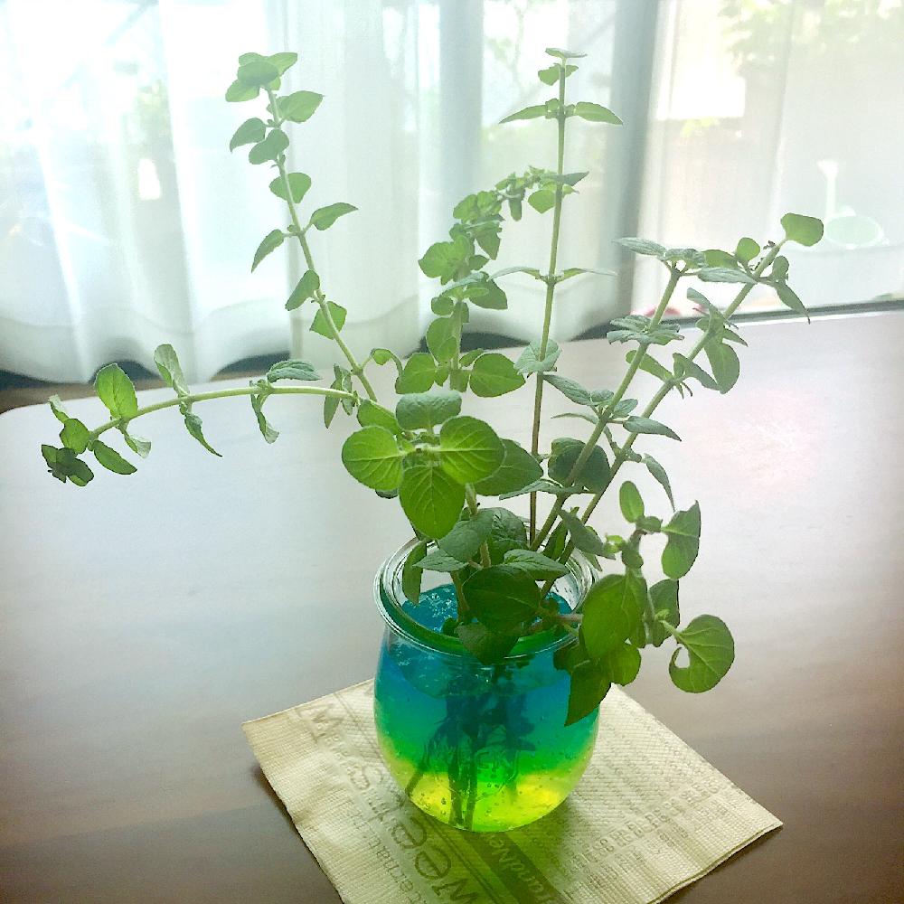 部屋の画像 by junさん | 部屋とオレガノと「エコゼリー」コンテストとエコゼリーと抗菌・抗ウィルス作用と天然の抗生物質とみどりのある暮らし