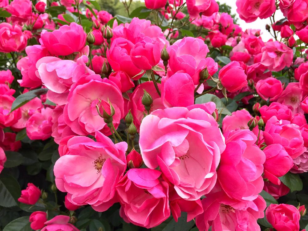 お出かけ先の画像 by PT_yamahiroさん | お出かけ先と薔薇と花まっぷと赤色の花と花壇とフラワーとGS映えとGS日和と植中毒とお花畑 と自慢のバラコンテスト2018と花好きとガーデニングと花のある暮らしとお花とお花好き