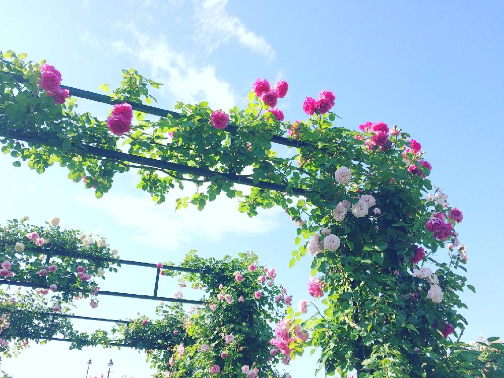 お出かけ先の画像 by sa_x_raさん | お出かけ先とGS映えとGS日和と薔薇園と港の見える丘公園と自慢のバラコンテスト2018とタニラーと花のある暮らしとガーデンネックレス横浜2018コンテストとバルコニスト