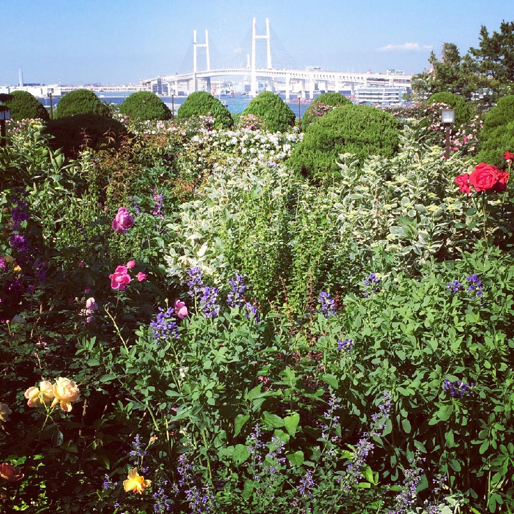 お出かけ先の画像 by sa_x_raさん | お出かけ先とGS映えとGS日和と薔薇園と植中毒と港の見える丘公園と自慢のバラコンテスト2018とタニラーと花のある暮らしとガーデンネックレス横浜2018コンテストとバルコニスト