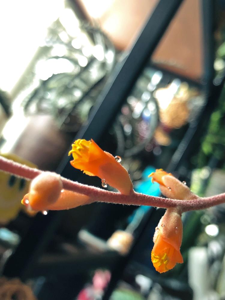 窓辺の画像 by kotaneneさん | 窓辺とディッキア.とインドアグリーンと多肉植物と観葉植物と植物のある暮らしとディッキアとボタニカルライフとブロメリアとグランドブロメリアとBromeliadsと植物と植中毒とタニラーと花のある暮らしとDyckia