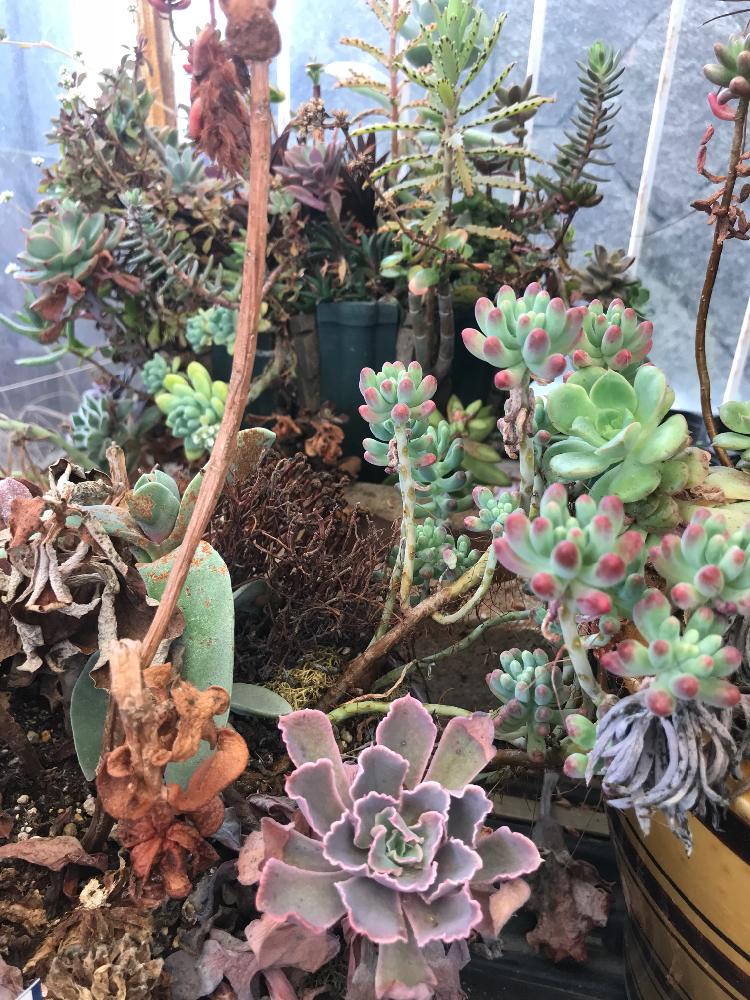 お出かけ先の画像 by nayukiさん | お出かけ先と多肉植物の寄植えと多肉植物いろいろとセダム属と多肉植物と多肉の寄せ植えと寄せ植えとお花屋さんと福島