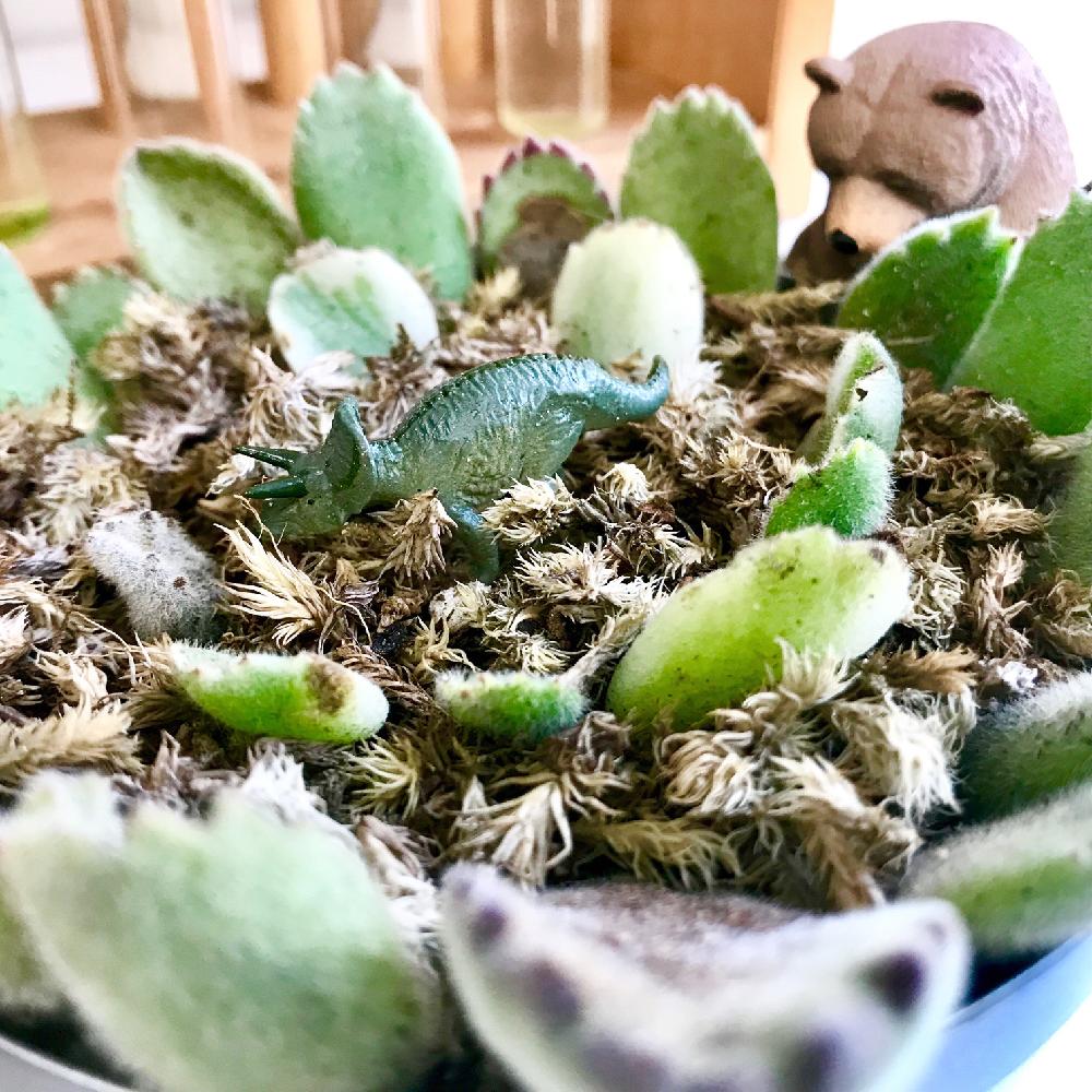窓辺の画像 by Ali.mさん | 窓辺と熊童子と熊童子錦と多肉植物ともけもけとコチレドン属と葉挿し