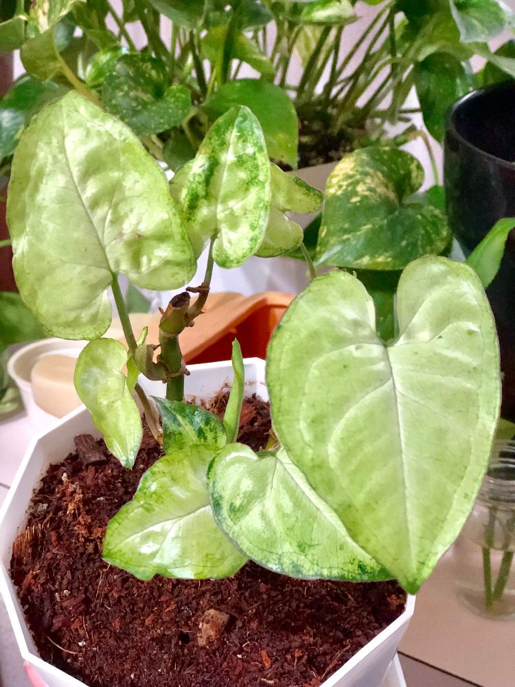 の画像 by もあさん | シンゴニウムとみどりのある暮らしと観葉植物と植中毒と南国の植物と❤️いいね、ありがとう