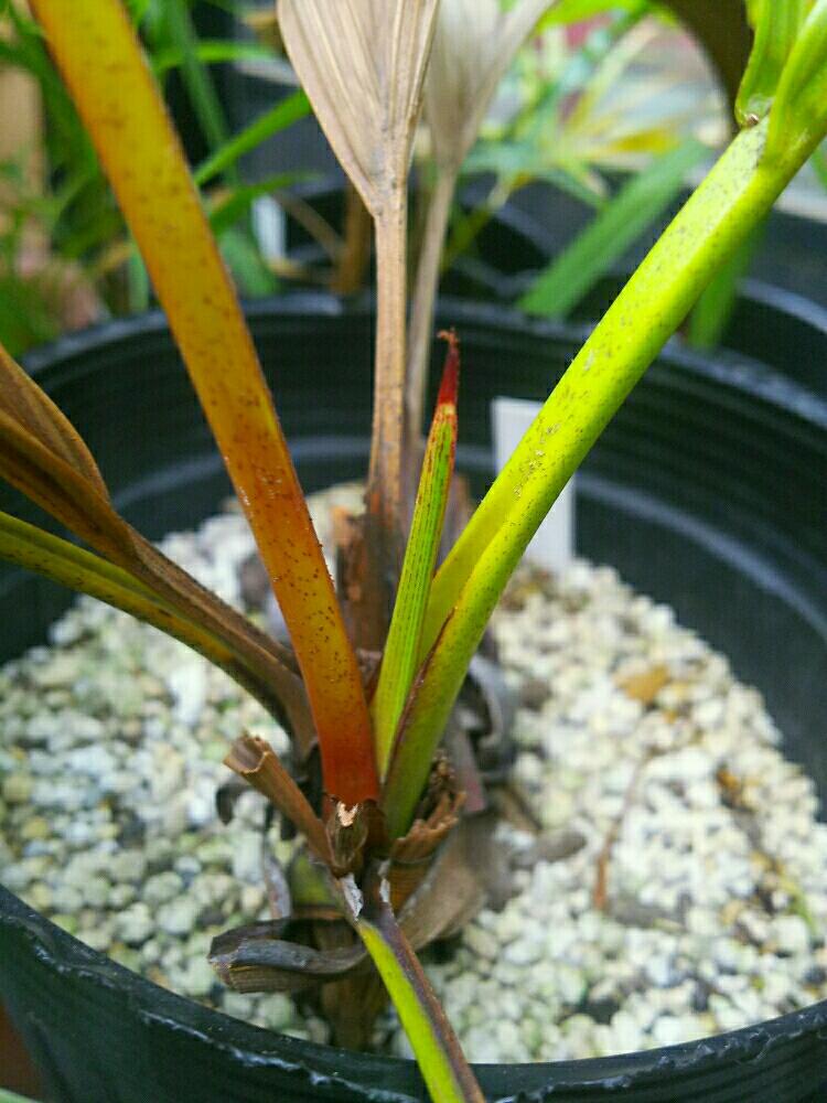 バルコニー/ベランダの画像 by Dioptaseさん | バルコニー/ベランダとDypsis decipiensとマナンベヤシと ヤシの木と観葉植物とマダガスカルと希少と鉢植えとヤシとディプシス属と耐寒ヤシ