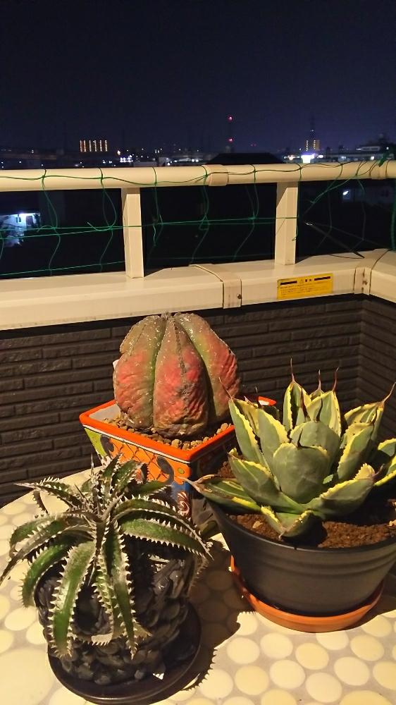 バルコニー/ベランダの画像 by crazypig405さん | バルコニー/ベランダと白雲碧瑠璃鸞鳳玉とDyckia platyphylla Hybとディッキア.とアガベ パーリトルンカータ ライムストリークとアガベと碧瑠璃鸞鳳玉とトゲトゲとNO GREEN NO LIFEと観葉植物とボタニカルライフとエンジョイボタニカルライフとno green no lifeとエンゲイ係数高めと植中毒とライムストリークとタニラーと斑入り葉っぱと珍奇植物と斑入り。とタニク初心者とタニクちゃんとビザールプランツと斑入り愛好家とシボラー