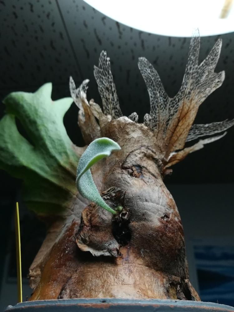 部屋の画像 by ひつじさん | 部屋とビカクシダ・ウィリンキーと観葉植物と ビカクシダと植中毒と今日の一枚と蛍光灯の下でシリーズと葉脈フェチとコウモリラン部