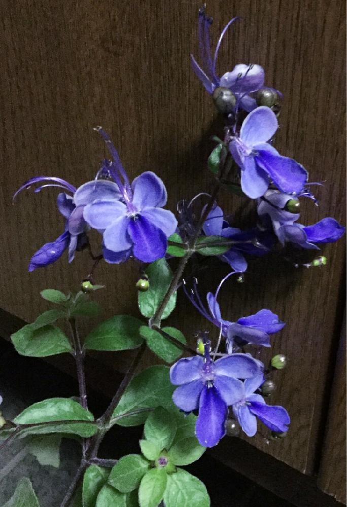 小さな庭の画像 by りぃふテリアさん | 小さな庭とお気に入りと青い花と鉢植えと可愛い子と花のある暮らしと宿根・多年草