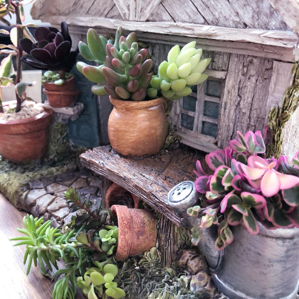 部屋の画像 by ほっぺぺさん | 部屋とセダム属と多肉植物と*オーロラ*とマジカルキューティと寄せ植えとごっちゃごちゃと植中毒と小さな庭が欲しいよと雑貨と たまつづりと花のある暮らしと*黒法師*と多肉寄せ植えとplant houseと*恋ごころ*
